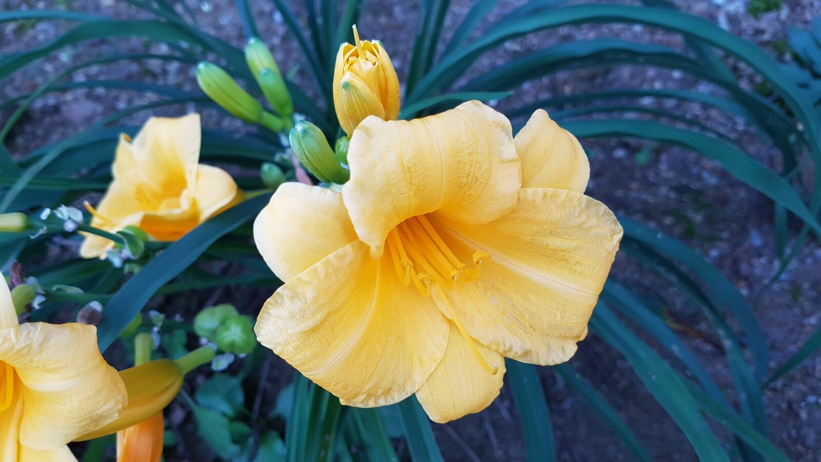 Samsung Galaxy S7 Edge sample photo. Flowers, lily, nature photography
