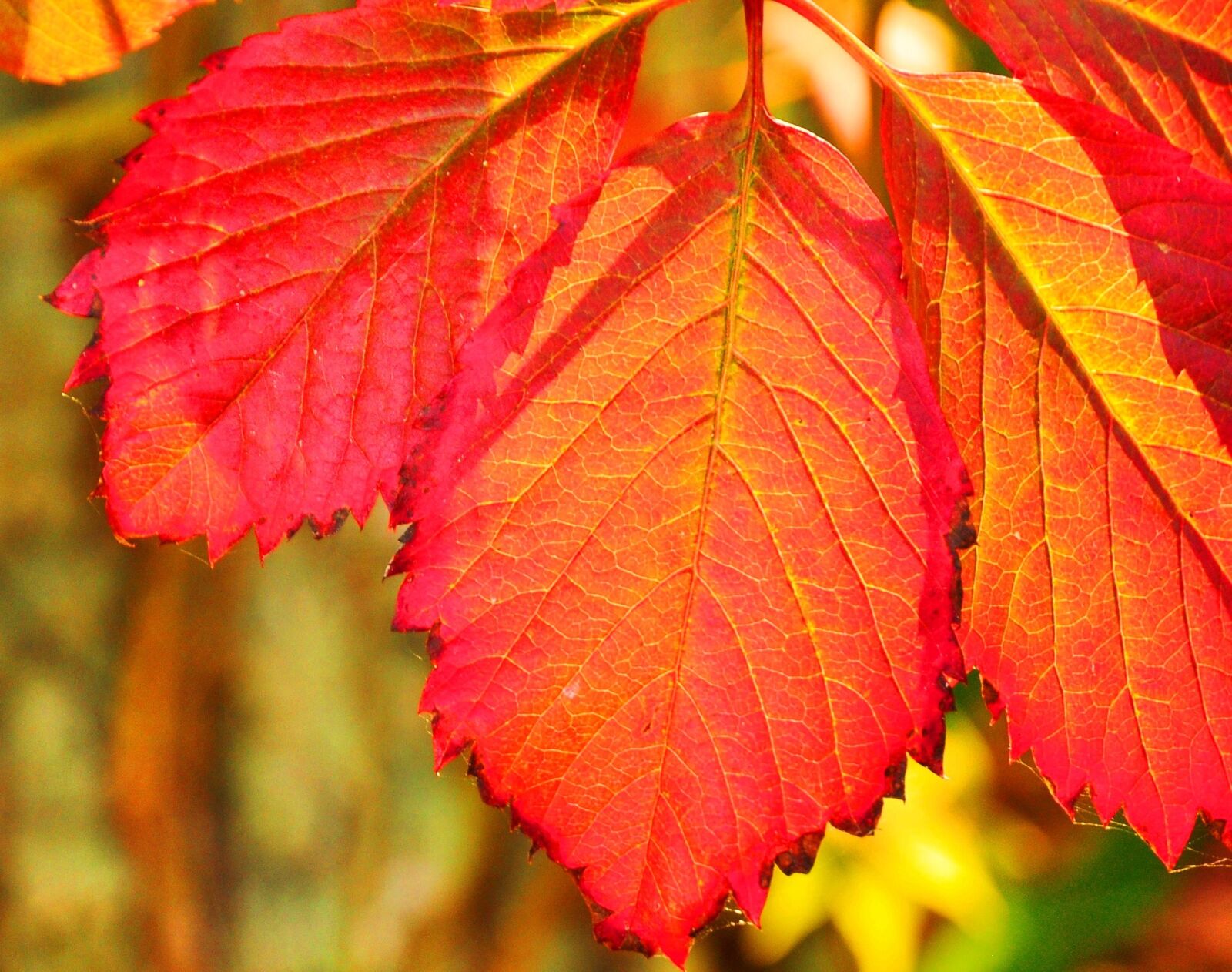 Nikon D90 sample photo. Autumn, leaf photography