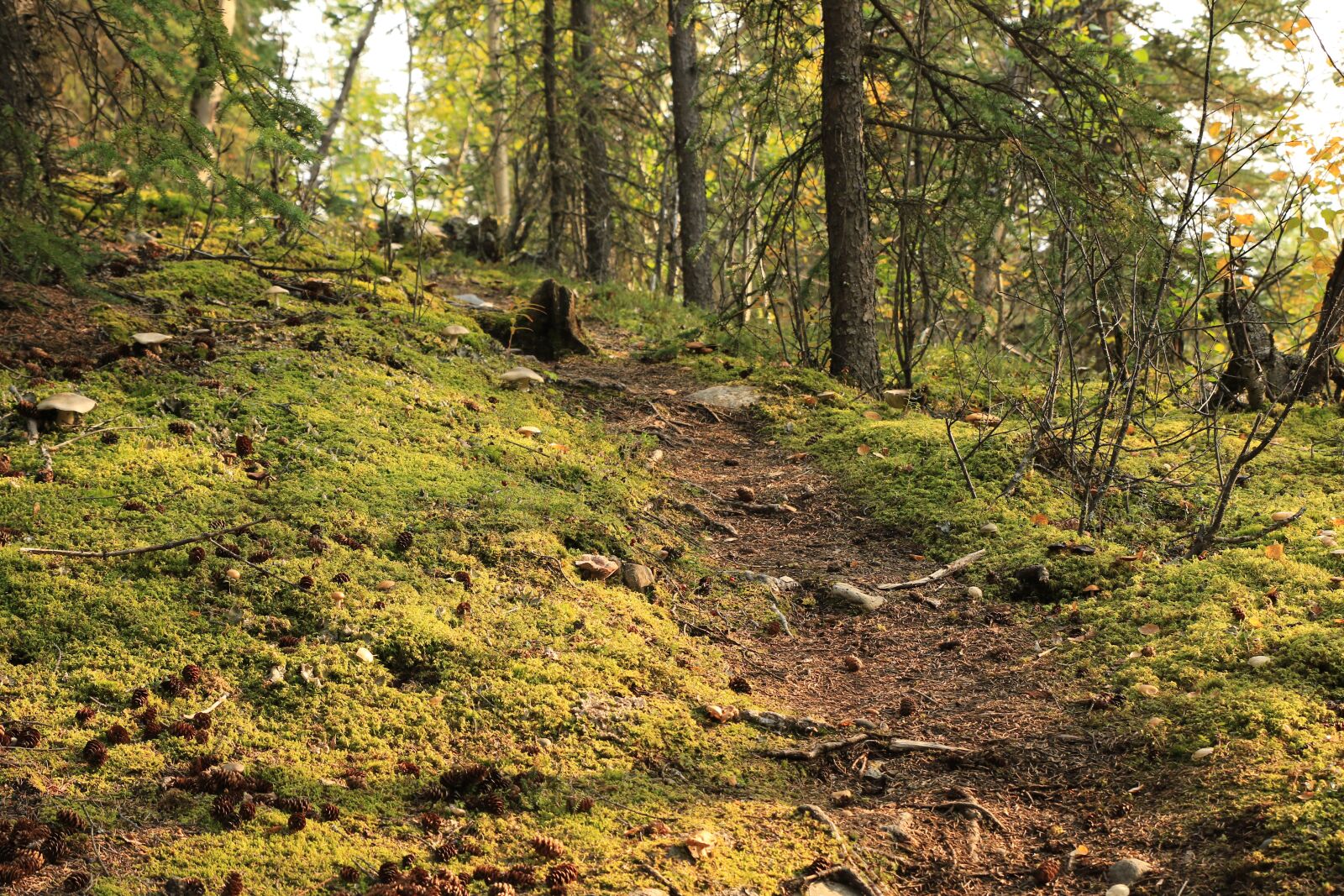 Canon EOS 7D Mark II sample photo. Forest, path, nature photography