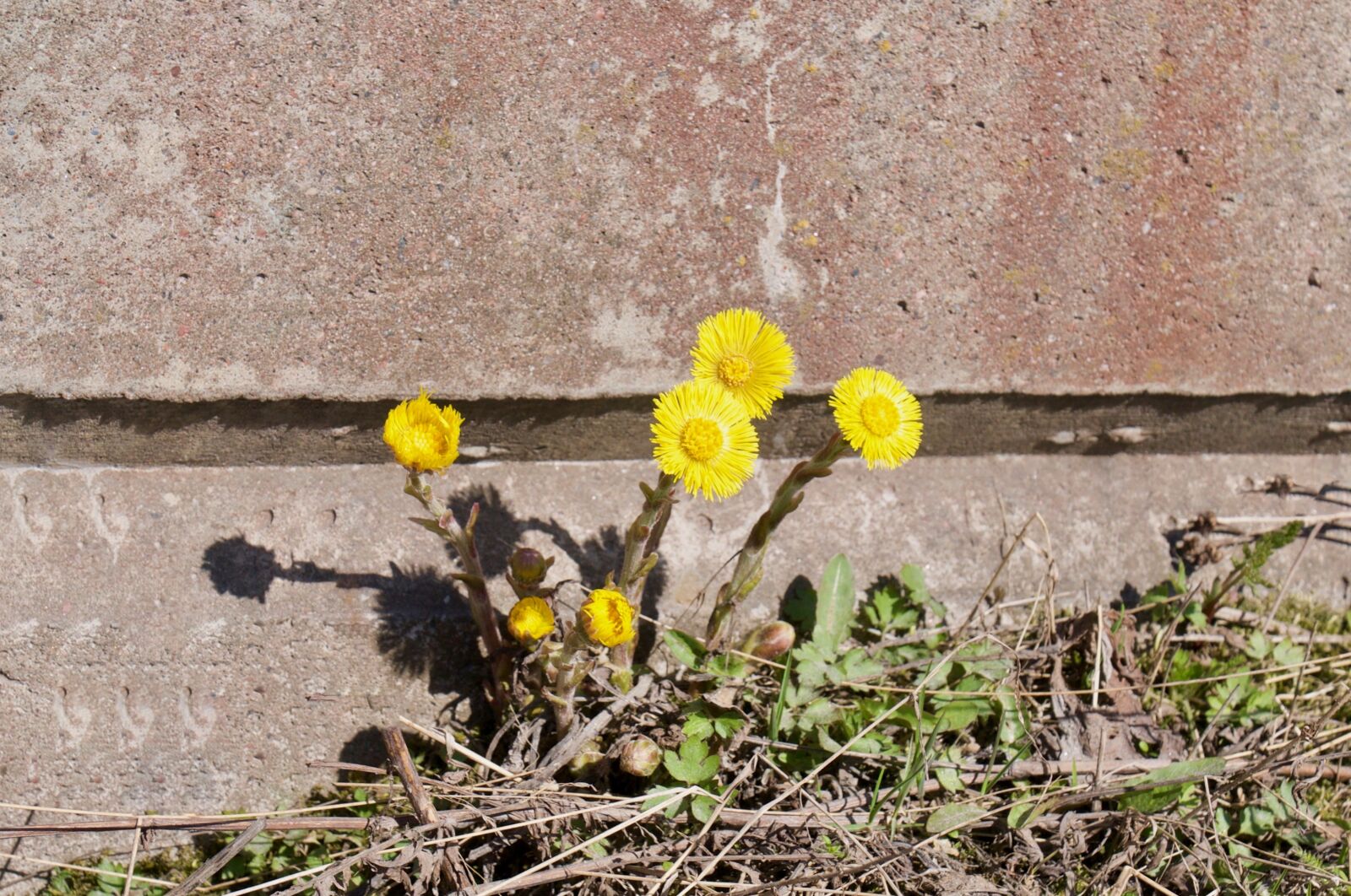 Nikon D300S sample photo. Plant, nature, flower photography