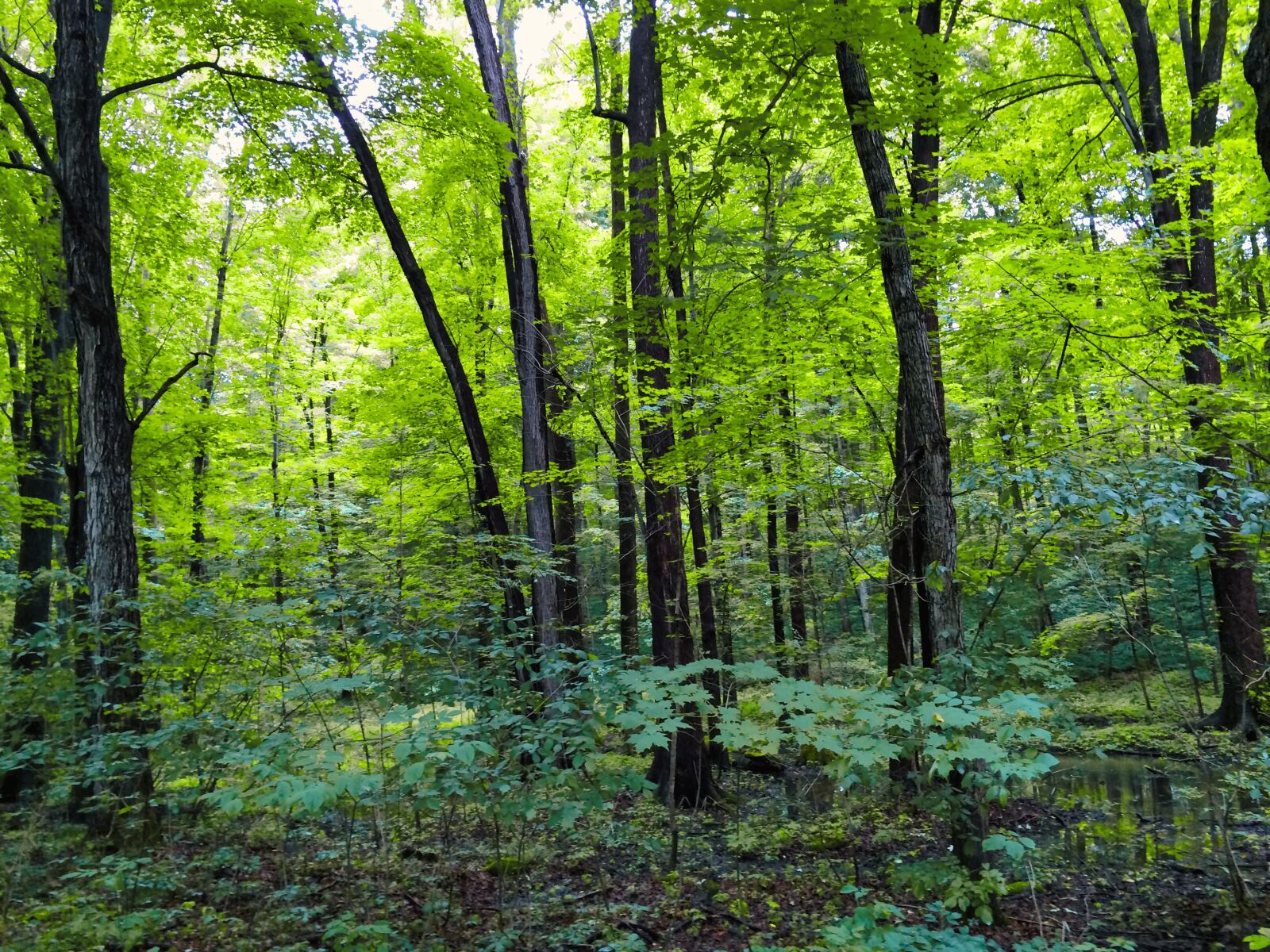 iPhone 5s back camera 4.15mm f/2.2 sample photo. Forest, green, nature photography