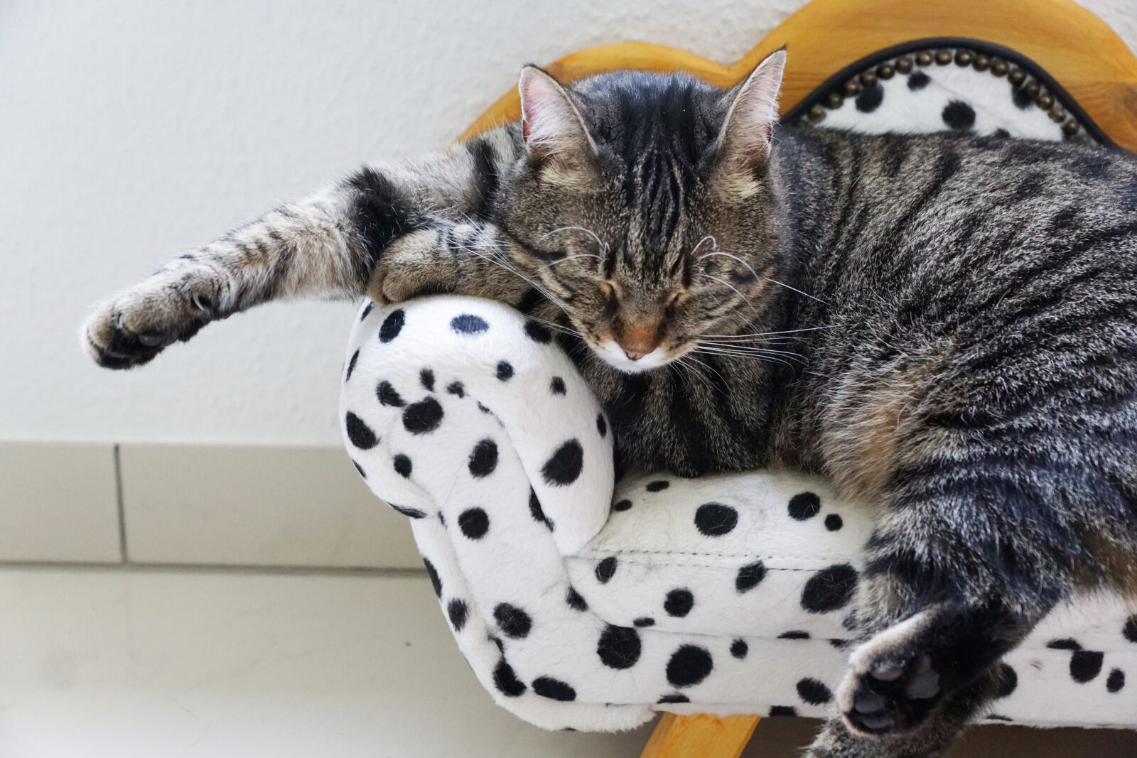 Sony ILCA-77M2 + Sony DT 16-50mm F2.8 SSM sample photo. Cat, sweet, tiger photography