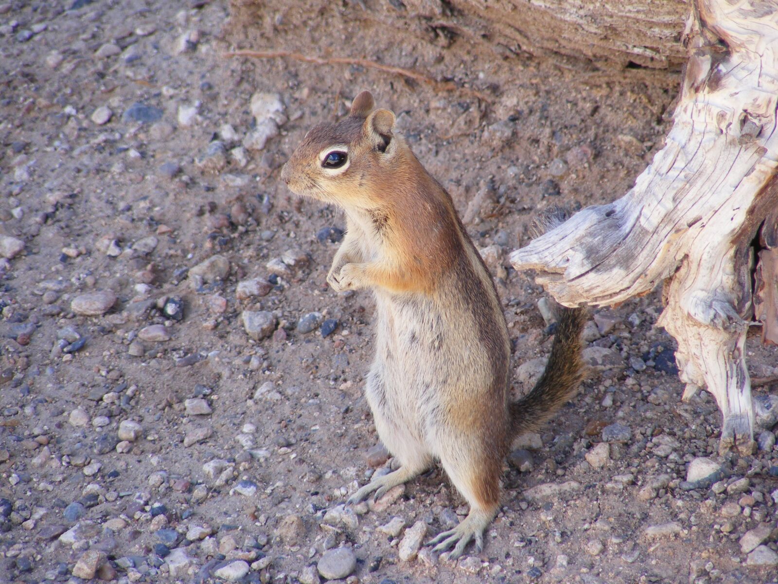 Fujifilm FinePix S5700 S700 sample photo. Ground squirrel, rodent, cute photography