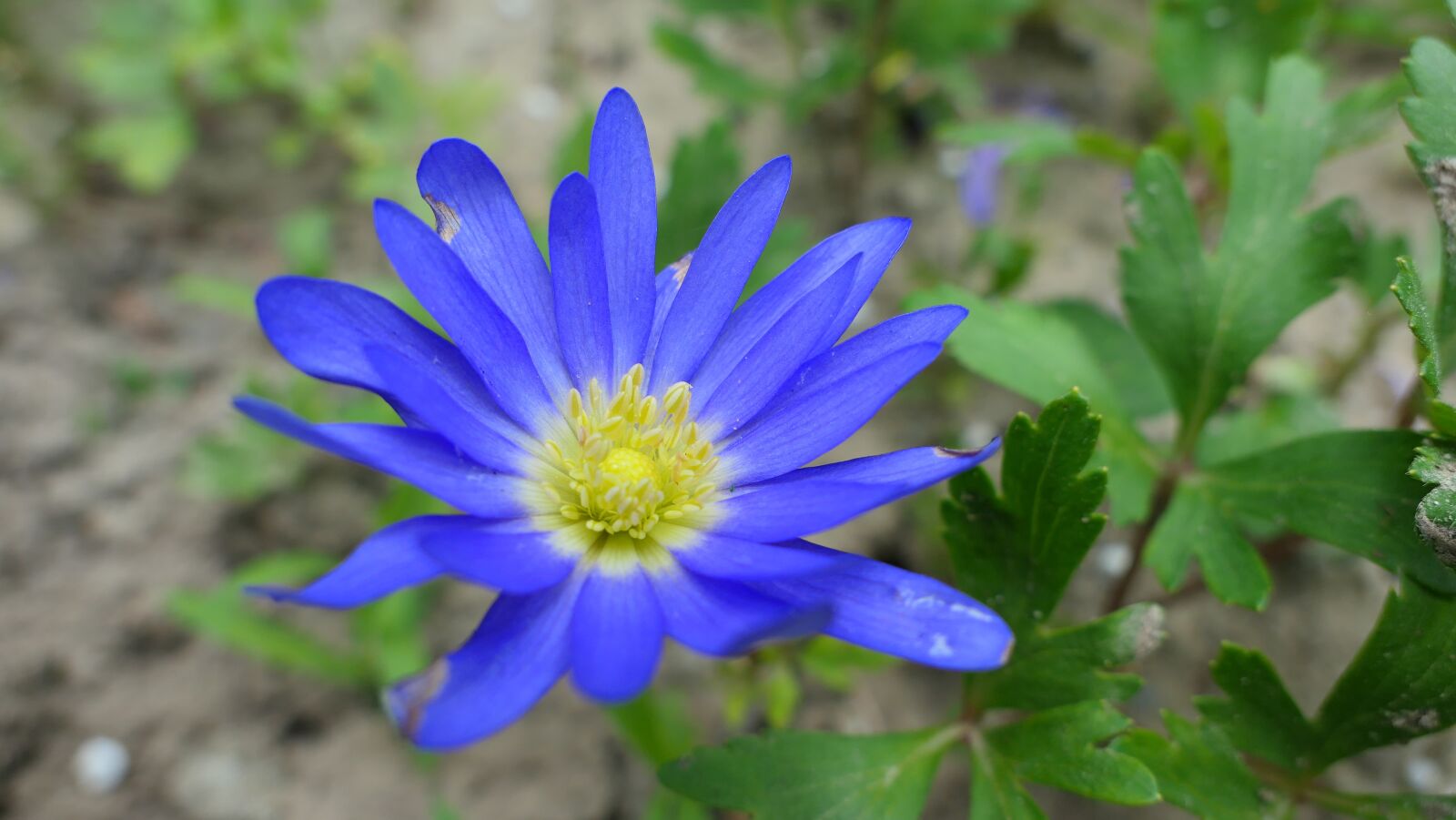Panasonic Lumix DMC-LX10 (Lumix DMC-LX15) sample photo. Anemone, flower, spring photography