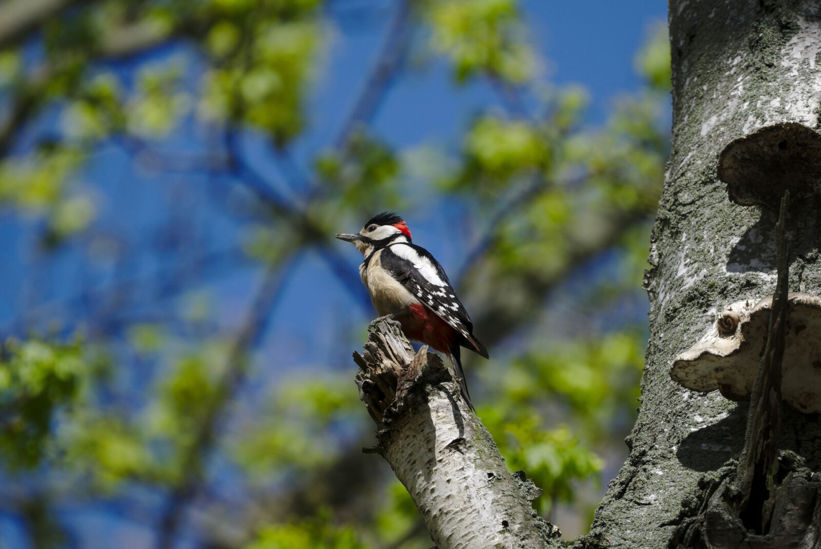 Sony a6000 + Sony FE 70-300mm F4.5-5.6 G OSS sample photo. Great spotted woodpecker, great photography