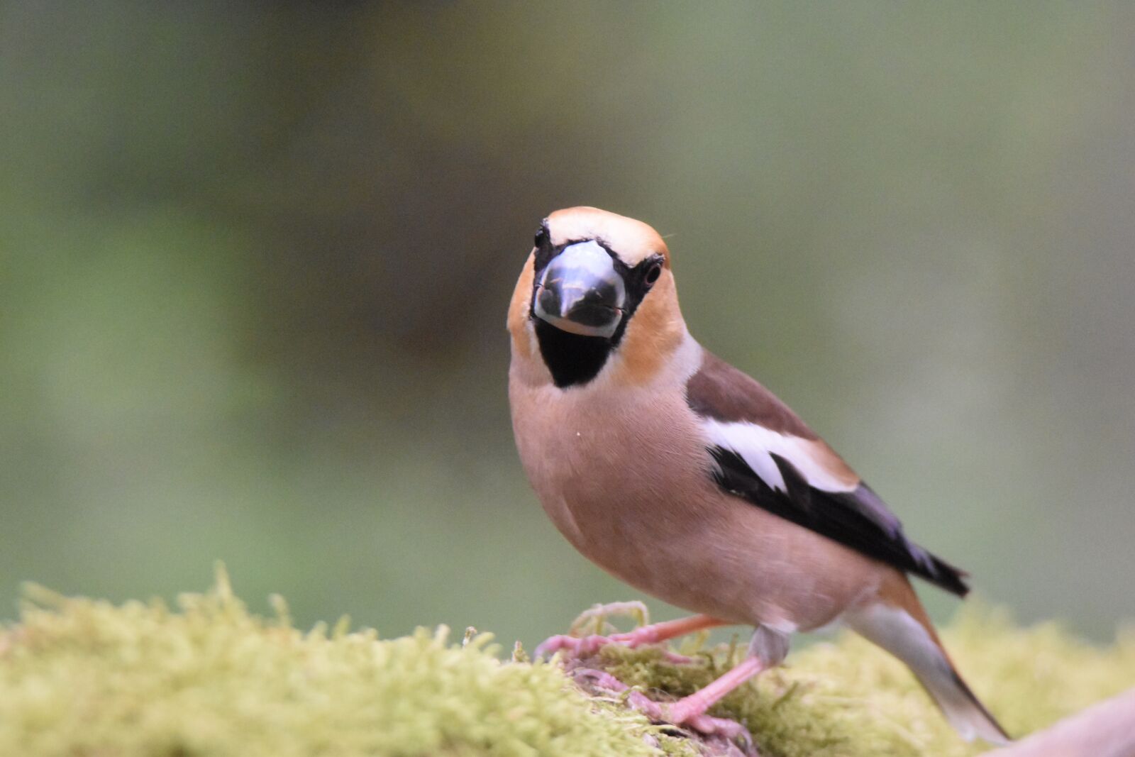 Nikon D5600 sample photo. Core breaker grosbec, bird photography
