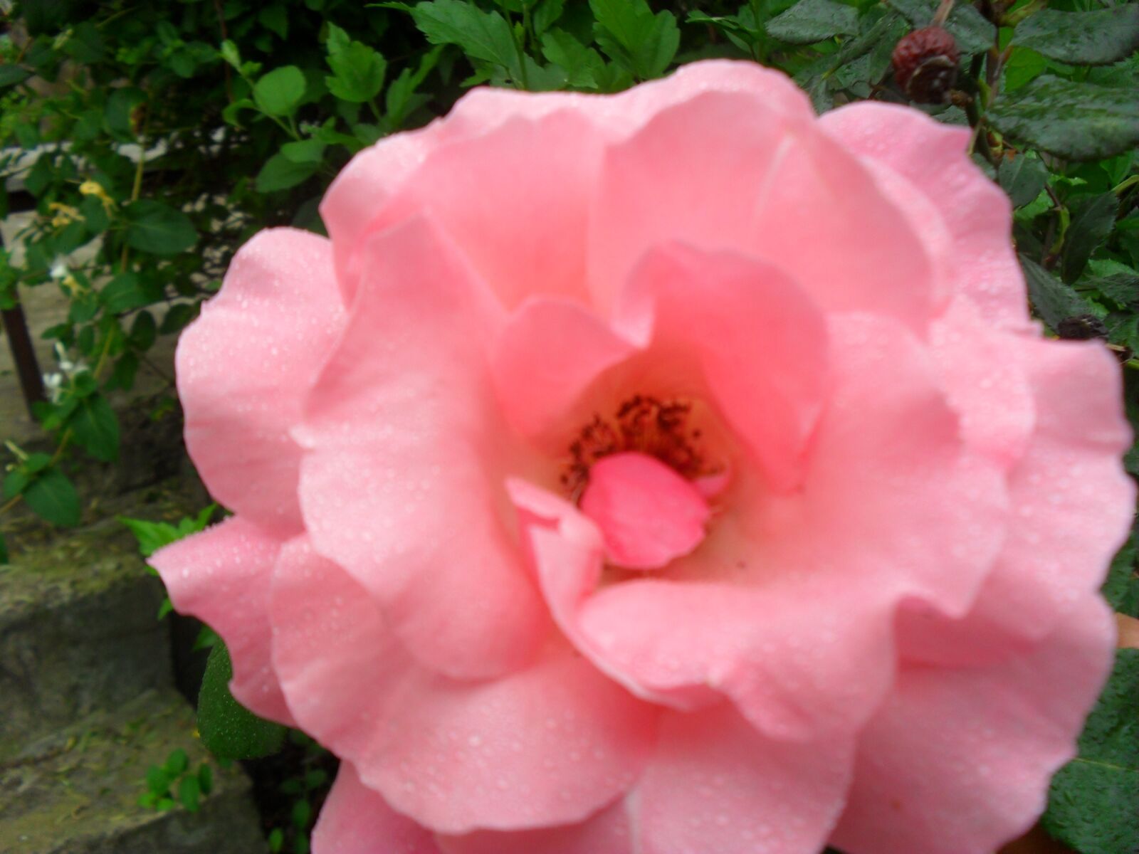 Samsung ES60 / VLUU ES60 /  SL105 /  ES63 sample photo. Flower, nature, romantic photography