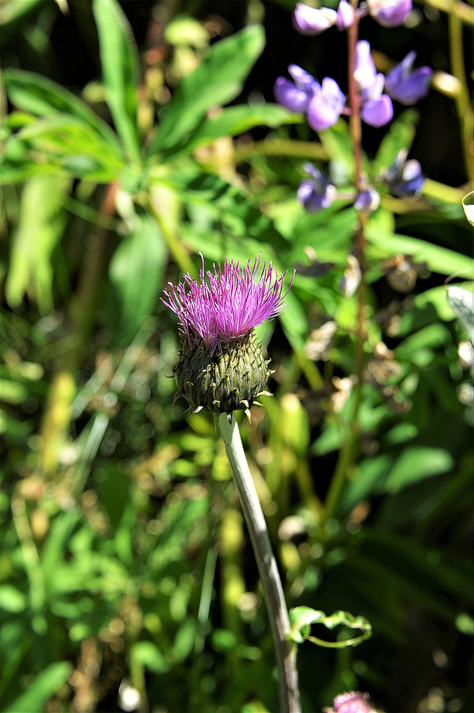Nikon D610 sample photo. Wegdistel, blossom, bloom photography