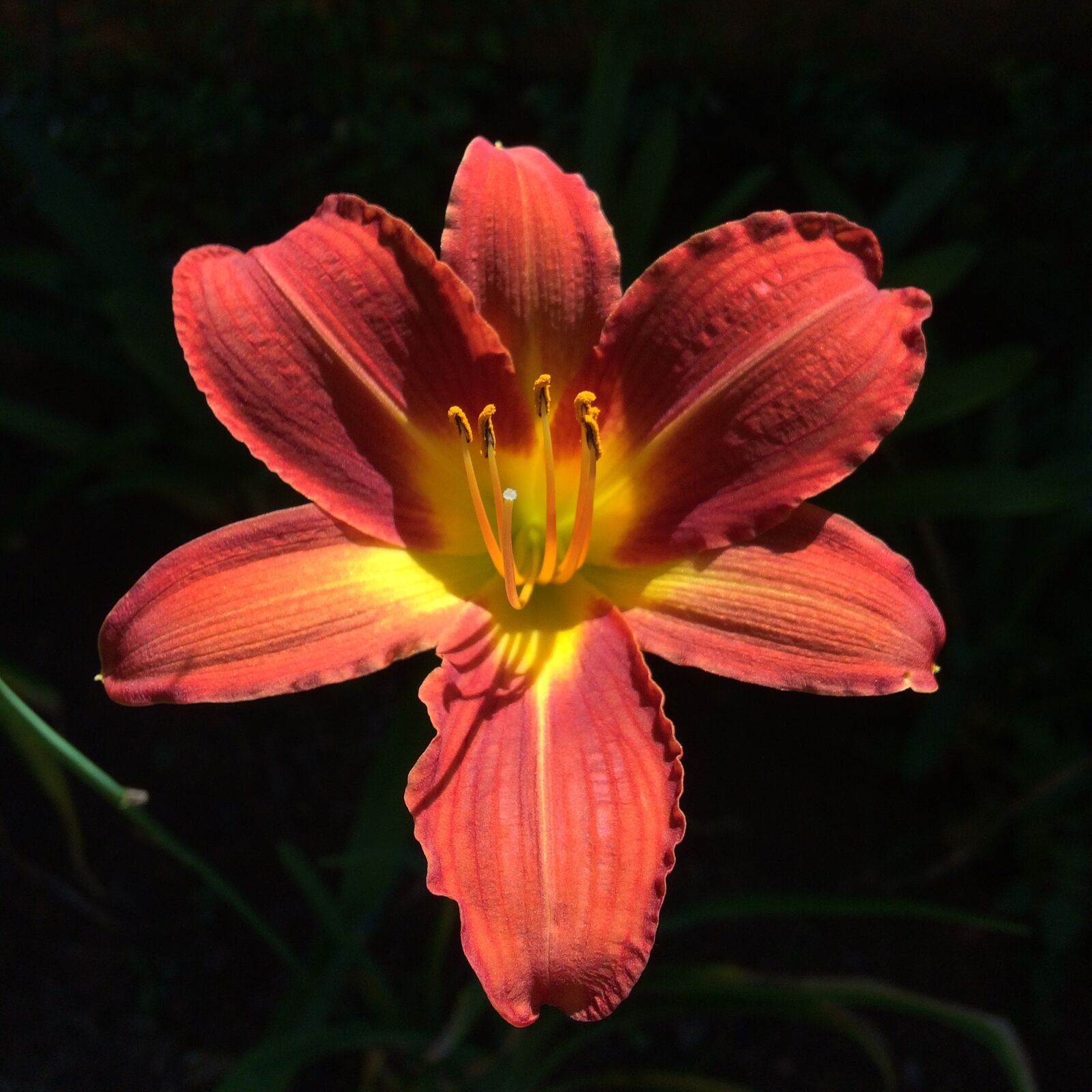 iPhone 5s back camera 4.15mm f/2.2 sample photo. Flower, light, shade photography