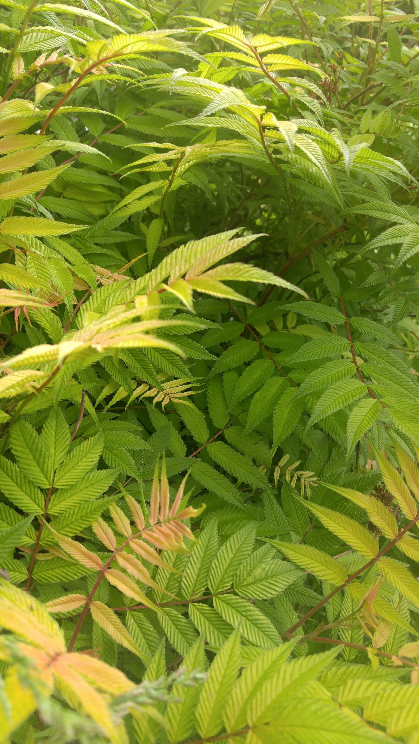 LG G4 sample photo. Plant, leaves, nature photography