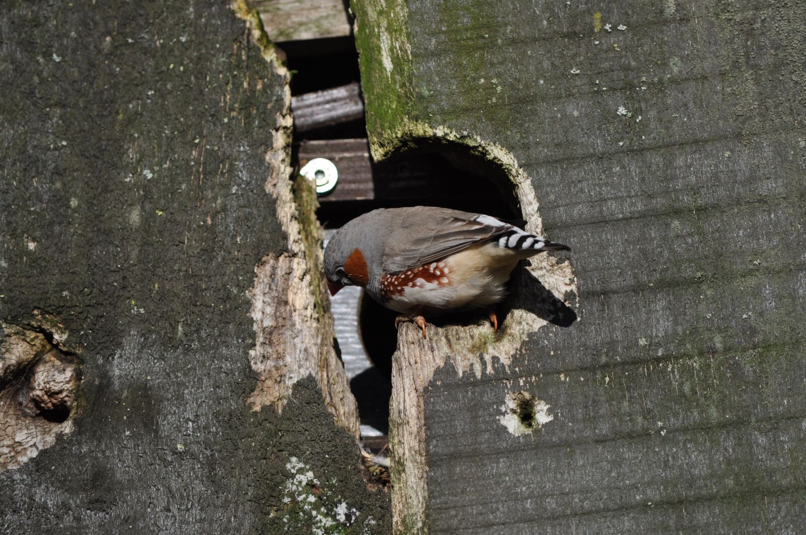 Nikon D5000 sample photo. Zebra finch, bird, animal photography