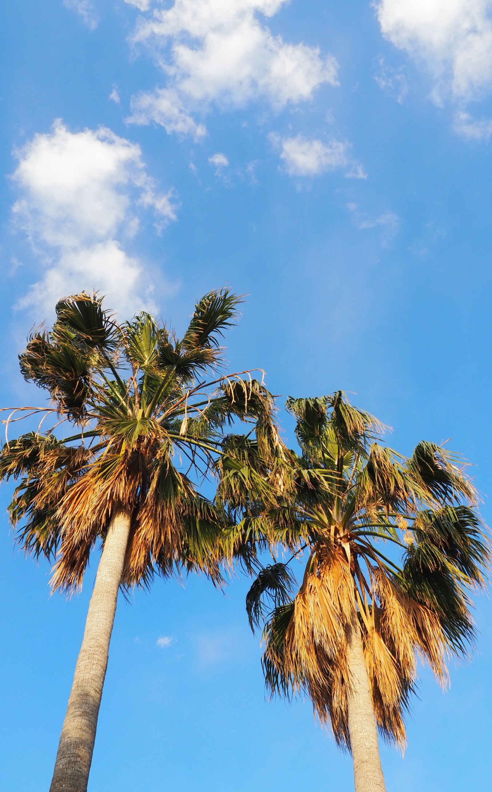 Olympus OM-D E-M10 III sample photo. Tree, cloud, sky photography