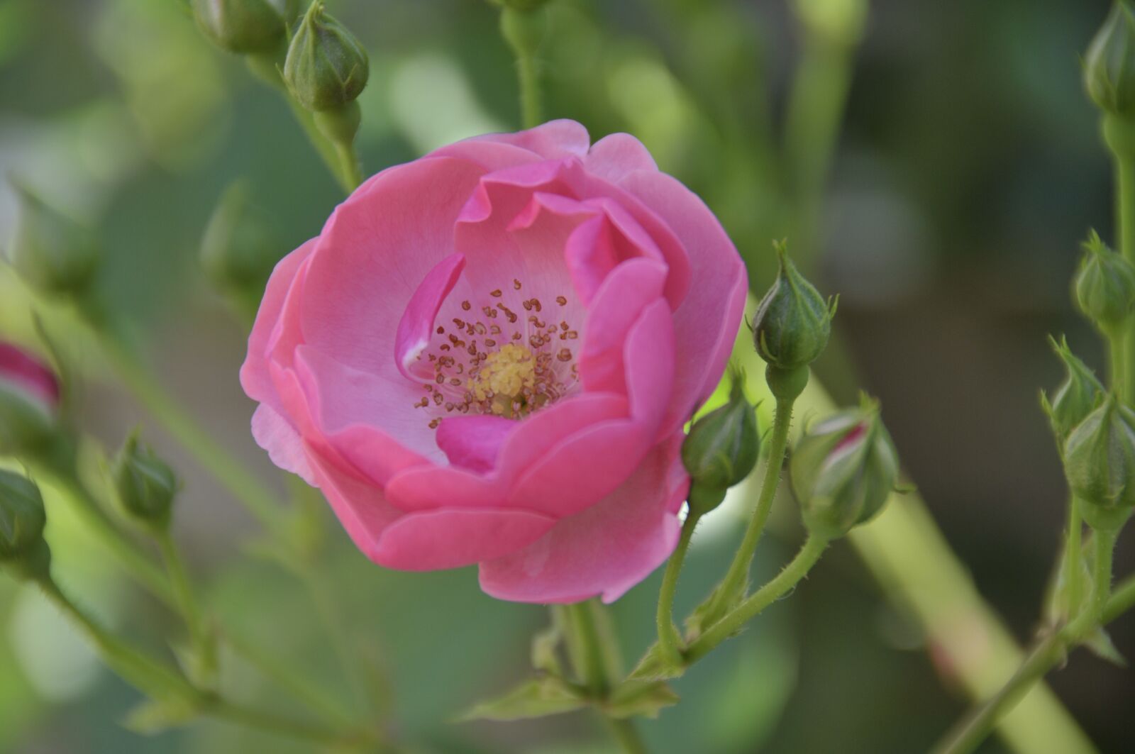 Nikon D300S sample photo. Rose, flower, love bloom photography