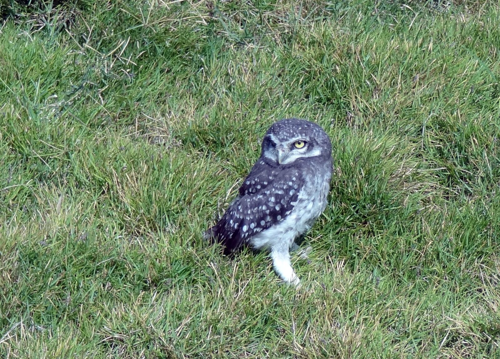 Sony Cyber-shot DSC-HX9V sample photo. Bird, owl, spotted owlet photography