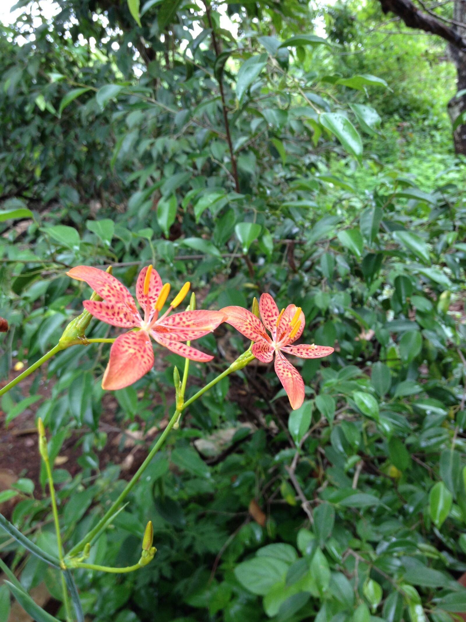 iPhone 4S back camera 4.28mm f/2.4 sample photo. Hoa, la, canh photography