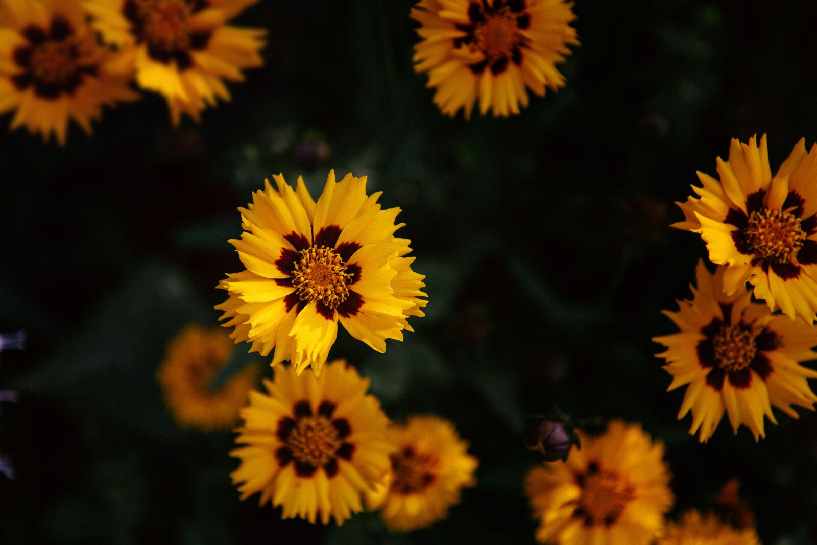 Canon EOS 70D sample photo. Yellow, petal, flower photography