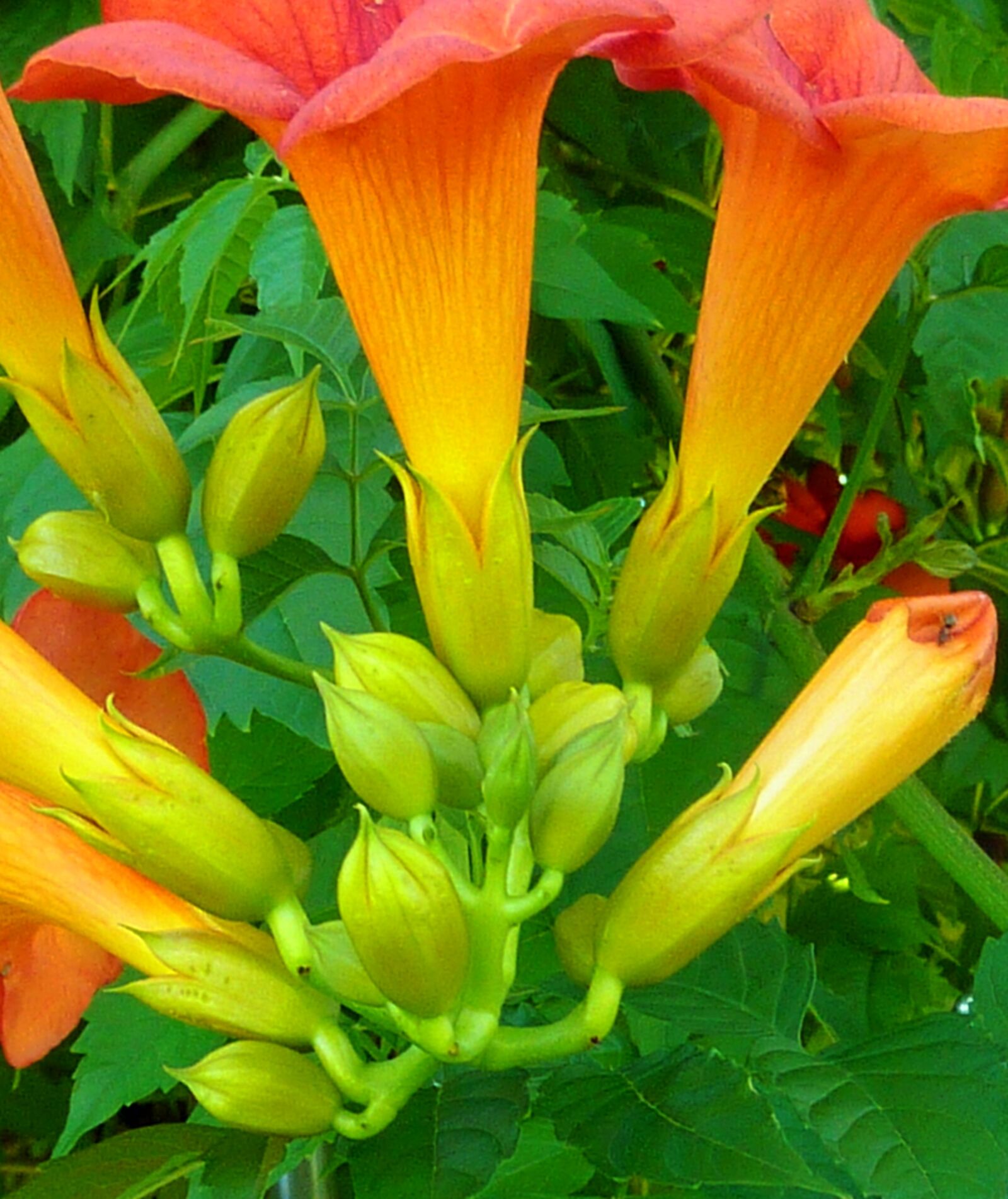 Panasonic DMC-TZ7 sample photo. Flowers, flower buds, flower photography
