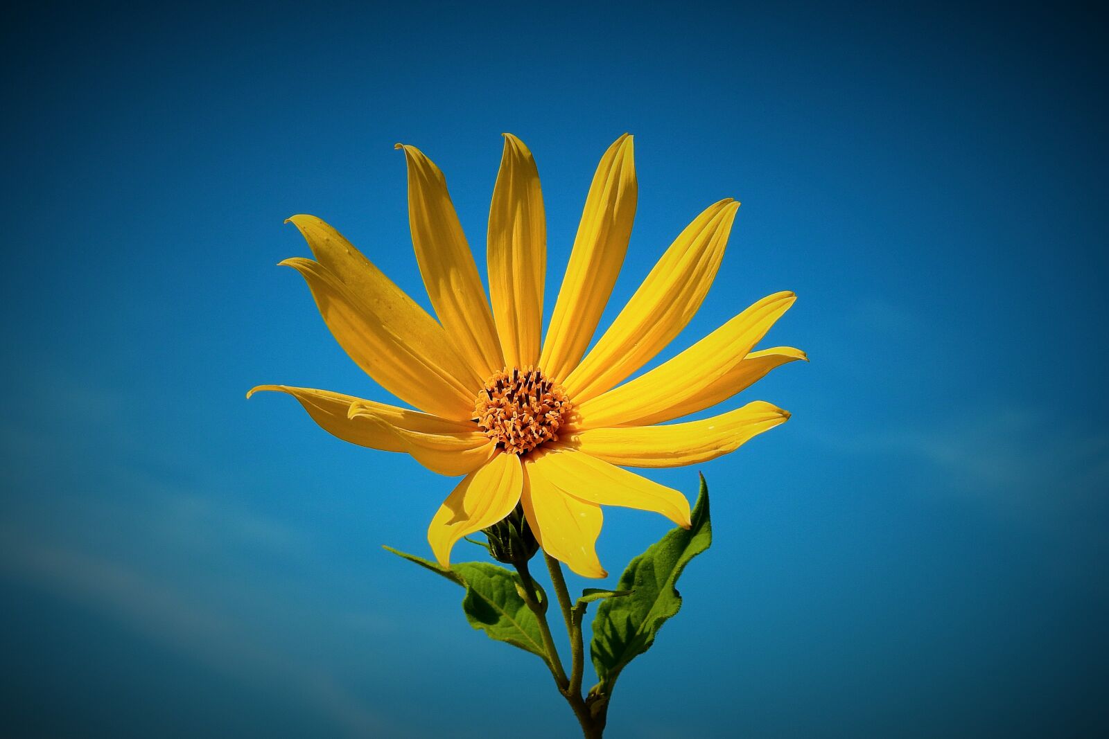 Nikon Coolpix P900 sample photo. Flower, sky, figure photography
