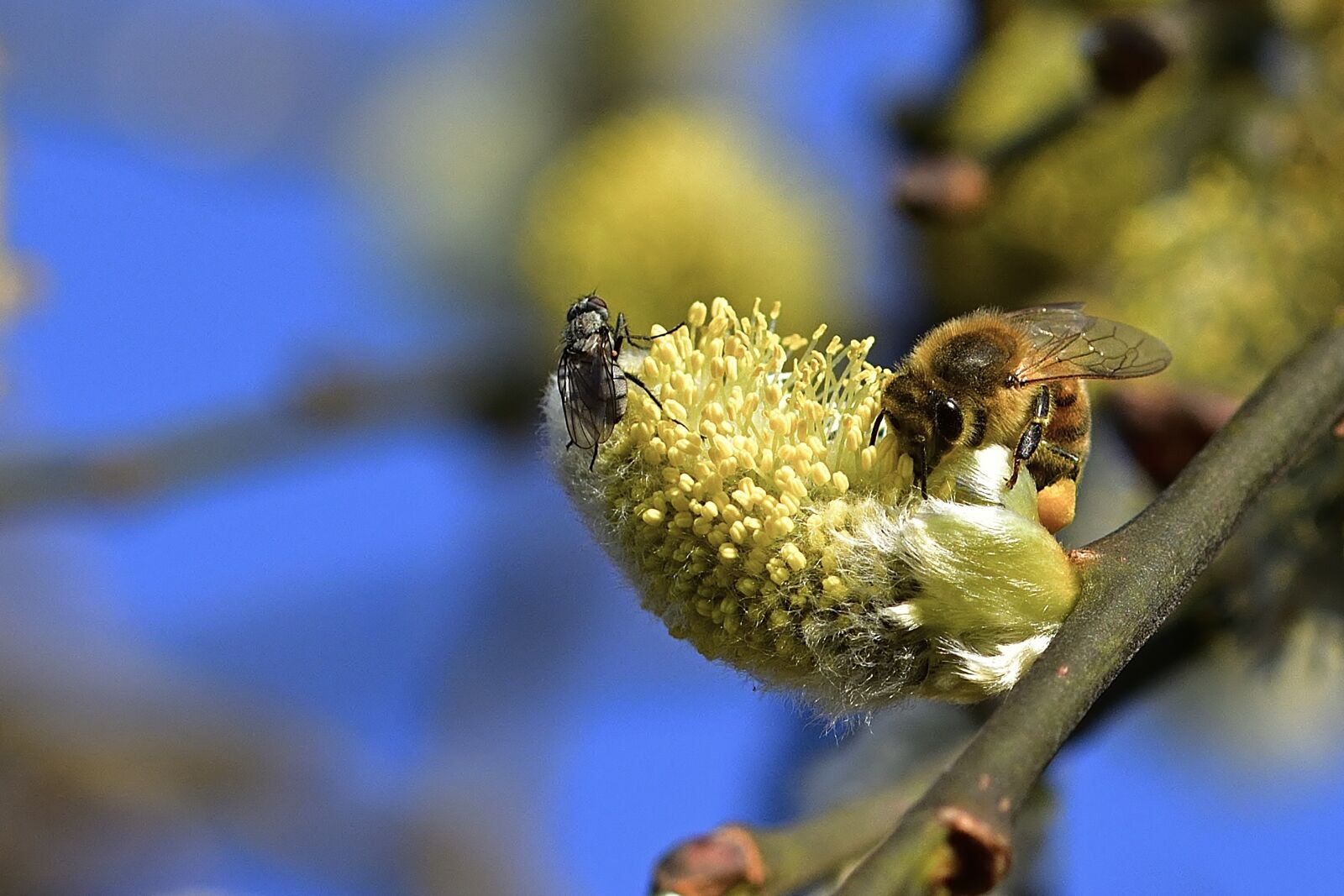 Nikon D5200 sample photo. Nature, spring, bee photography