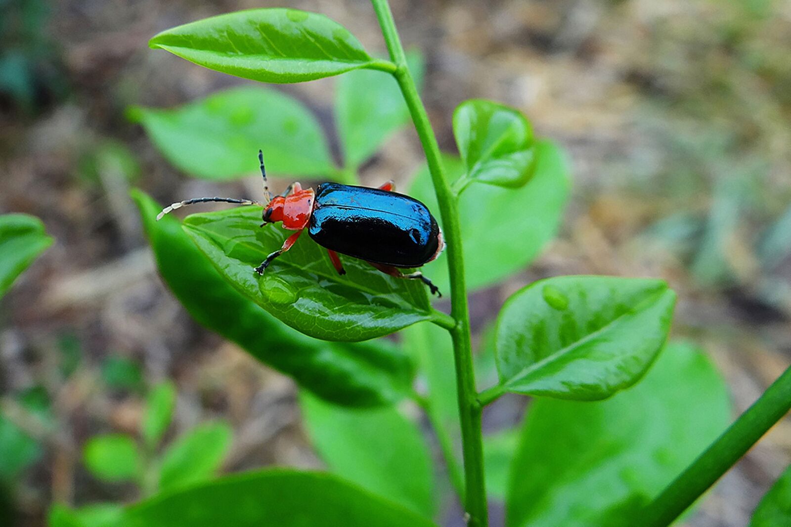 Sony DSC-HX200V sample photo. Insect, red, blue photography