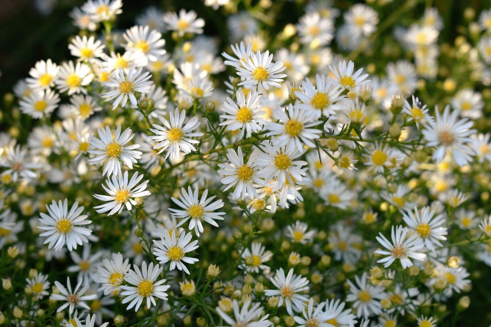 Nikon D5500 sample photo. Flowers, white, nature photography