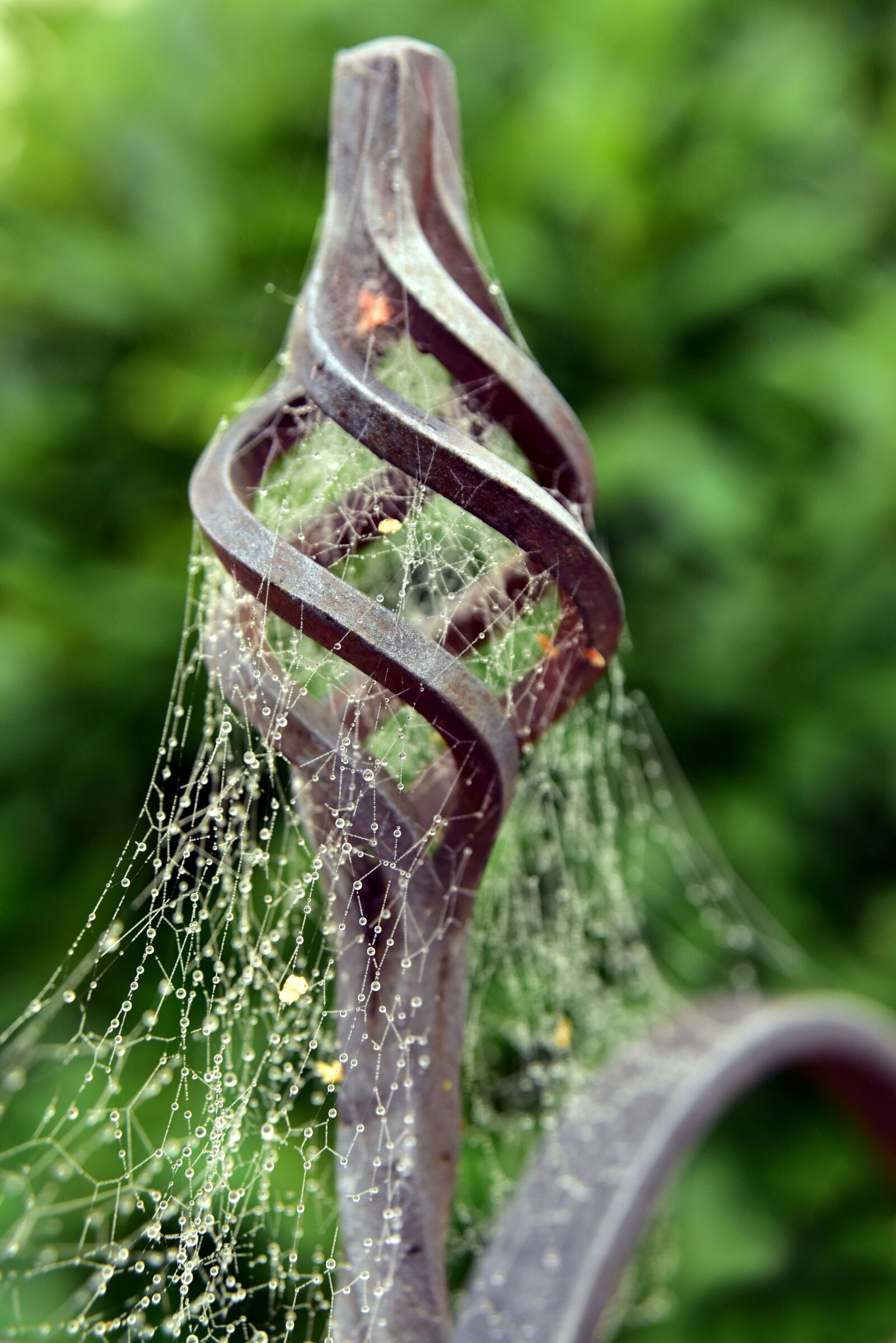 Nikon D750 sample photo. Indian summer, spider webs photography