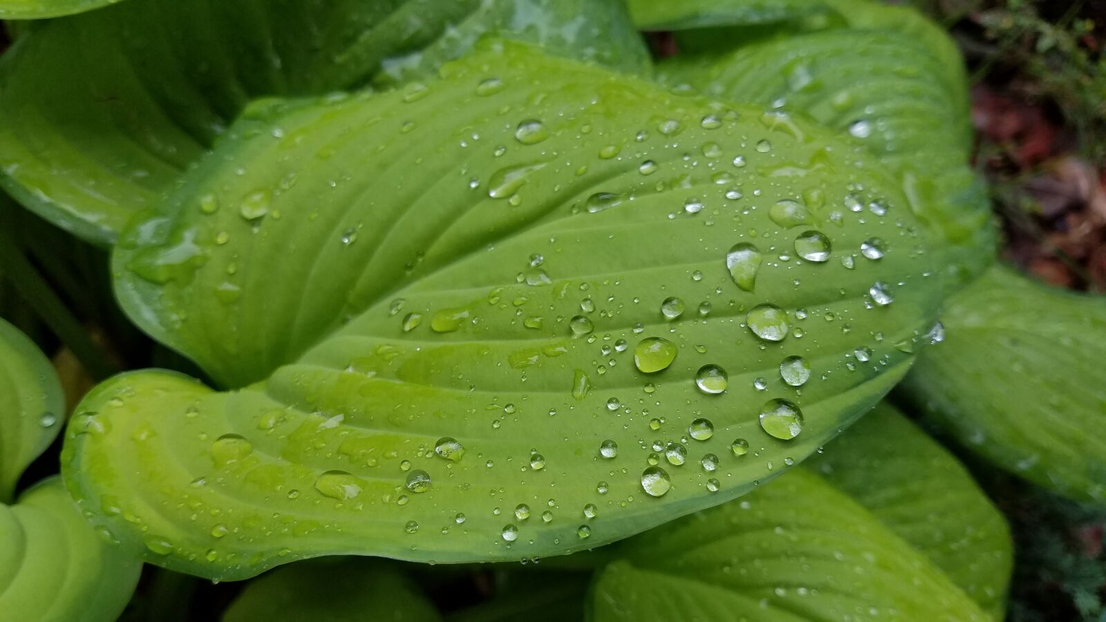 Samsung Galaxy S7 sample photo. Raindrop on leaf, leaf photography