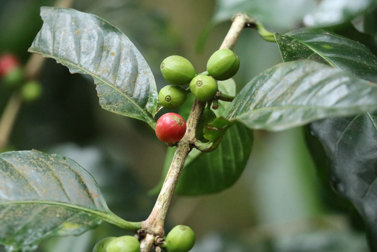Canon EOS 80D sample photo. Coffee beans, coffee, coorg photography