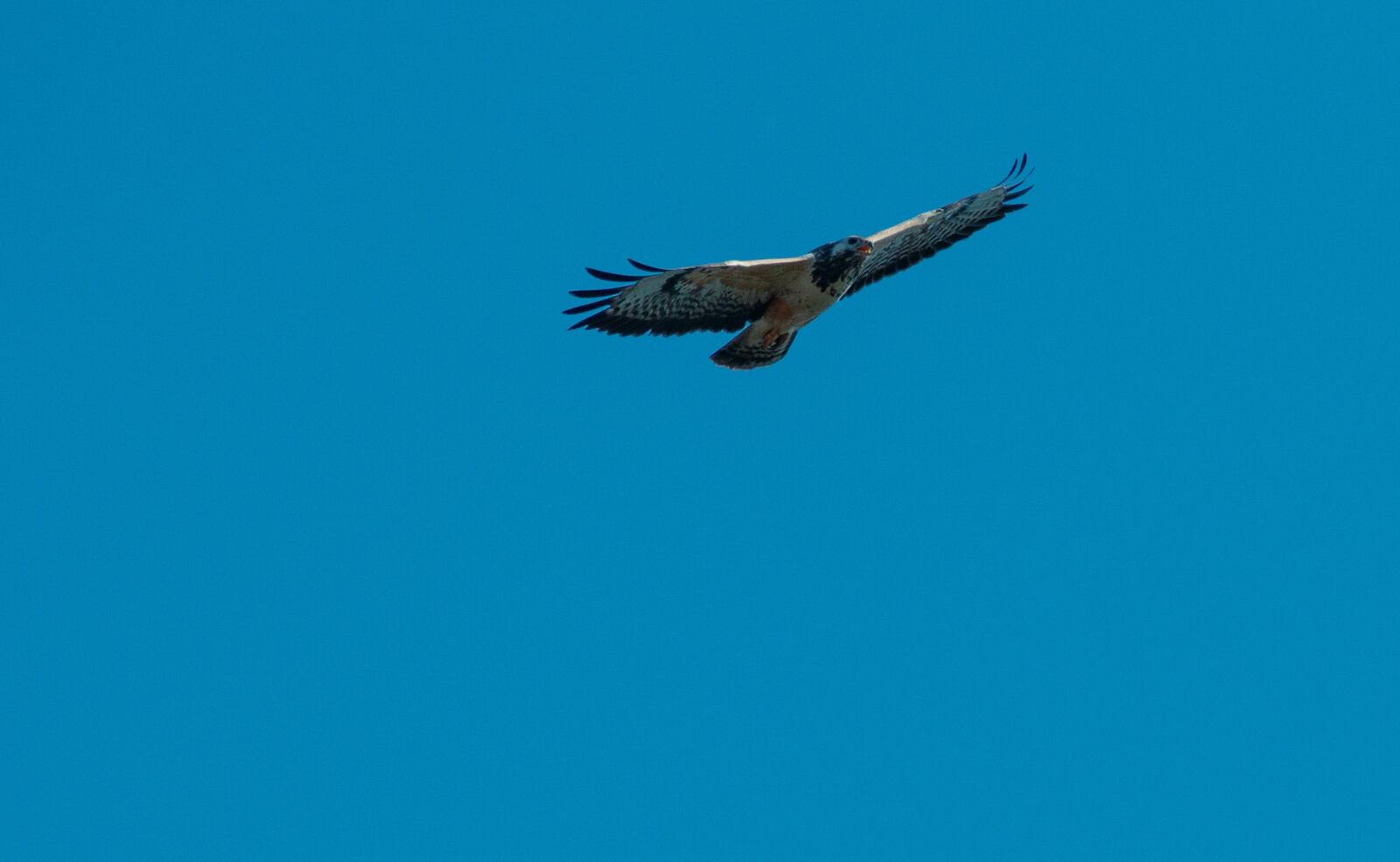 150-600mm F5-6.3 DG OS HSM | Contemporary 015 sample photo. Common buzzard, sky, bird photography