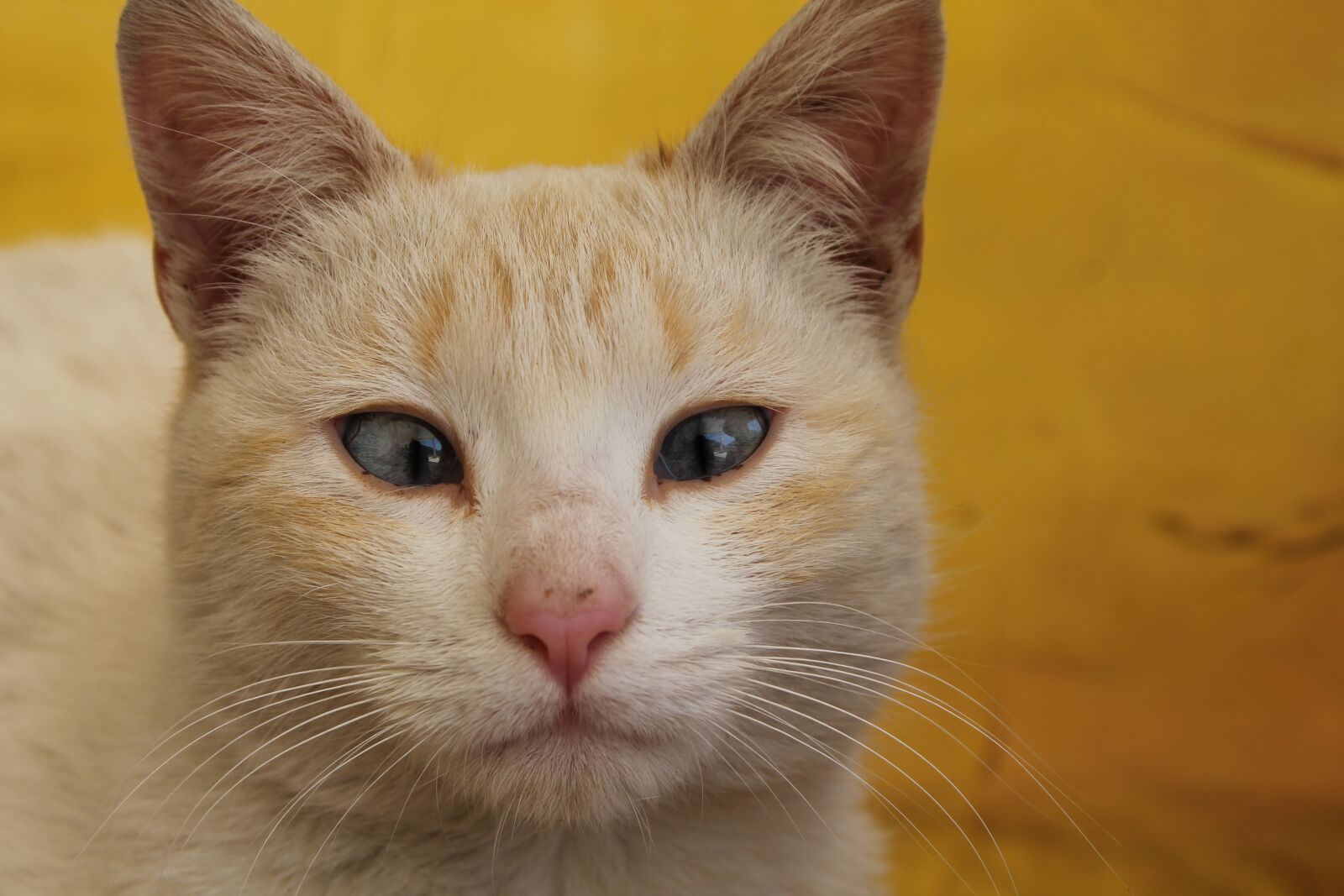 Canon EOS 1100D (EOS Rebel T3 / EOS Kiss X50) sample photo. Cat, strabismus, yellow photography
