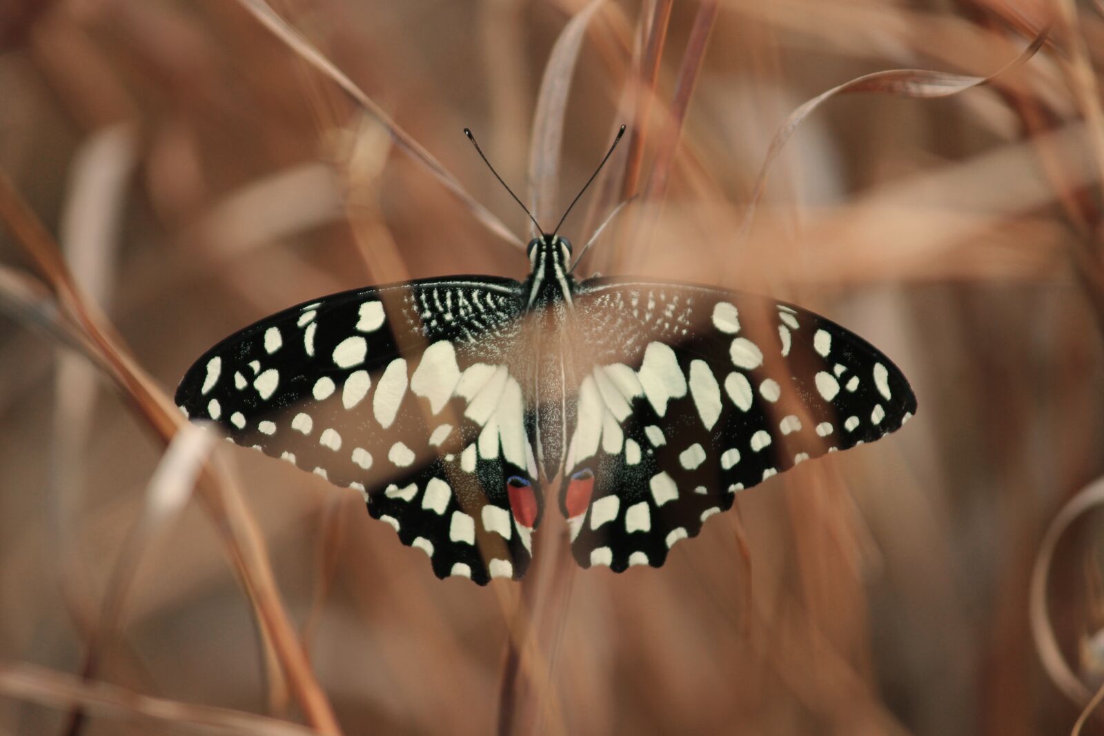 Canon EOS 600D (Rebel EOS T3i / EOS Kiss X5) sample photo. Butterfly, jungle, tropical photography
