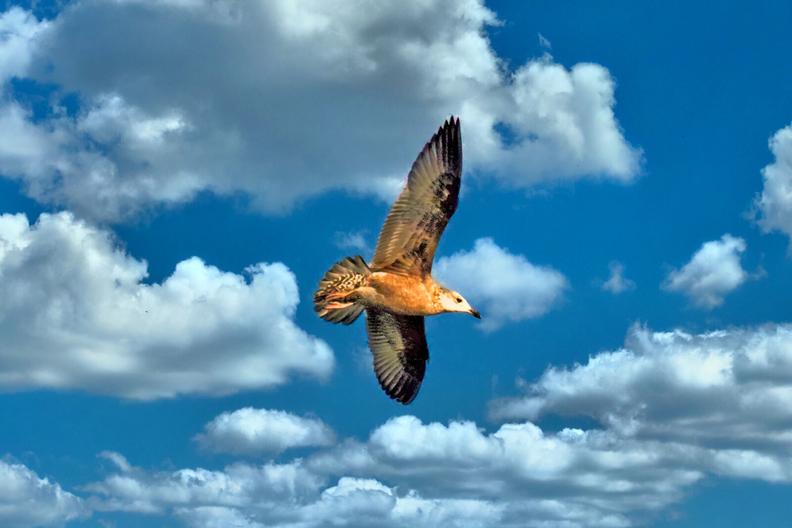 Nikon D3300 sample photo. Seagull, sky, flight photography