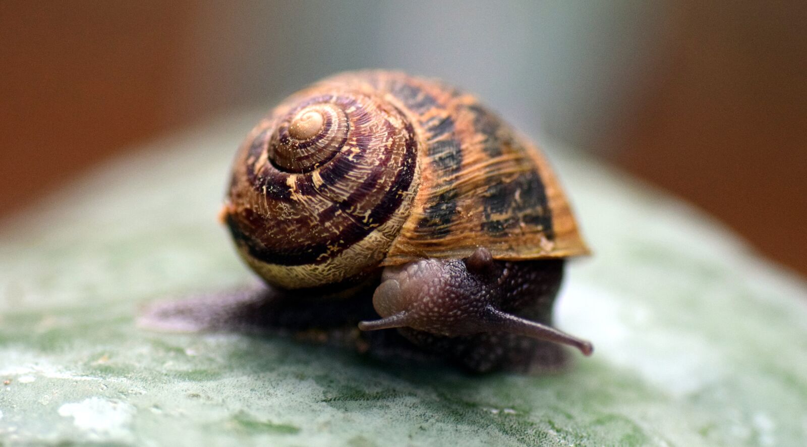 Nikon D3300 sample photo. Snail, shell, close up photography