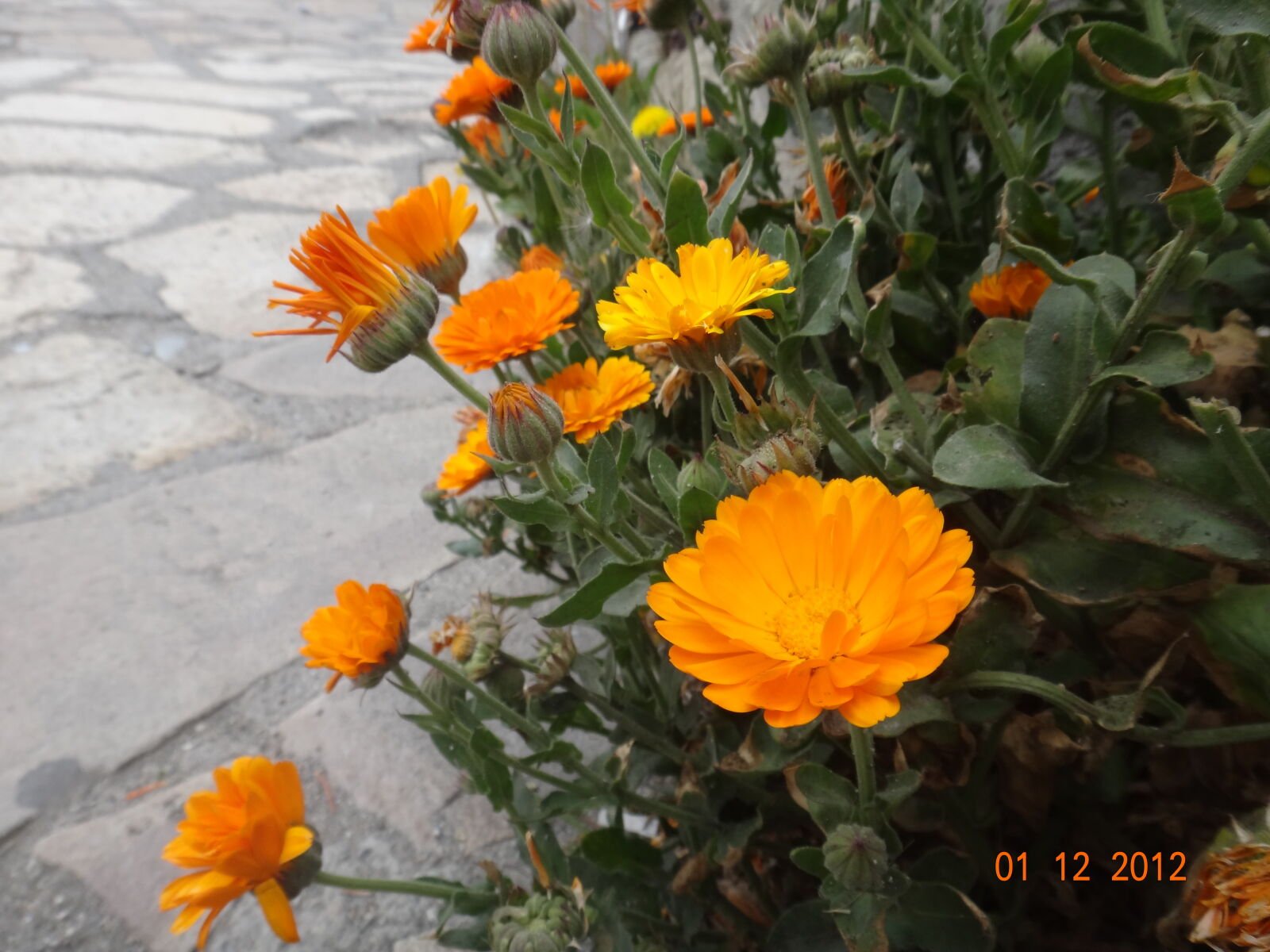 Sony Cyber-shot DSC-TX10 sample photo. Flowers, orange photography