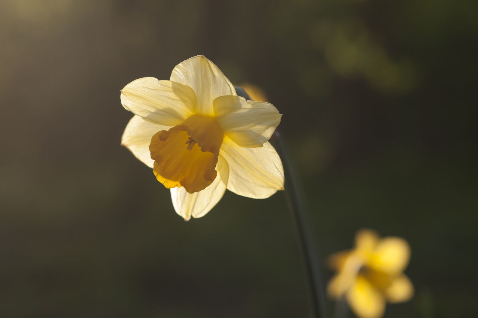 Nikon D300 sample photo. Spring, narcis, sun photography