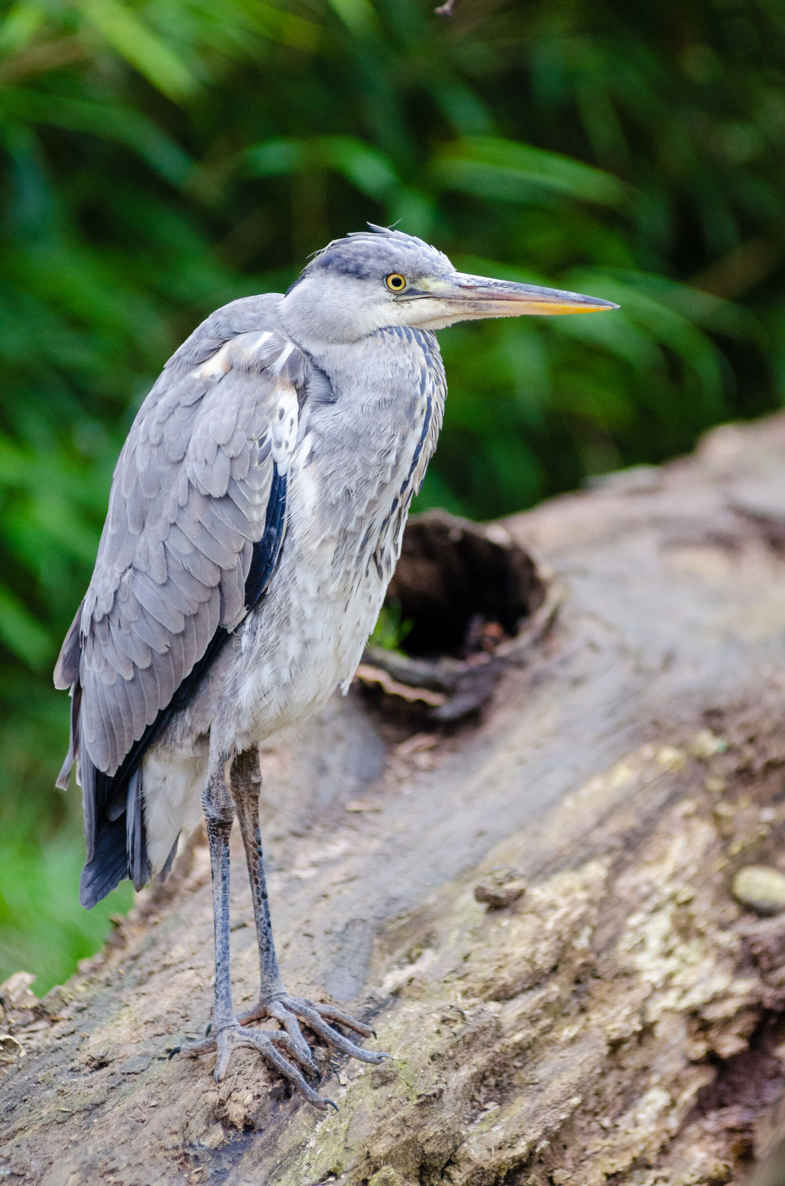 AF Zoom-Nikkor 80-200mm f/2.8 ED sample photo