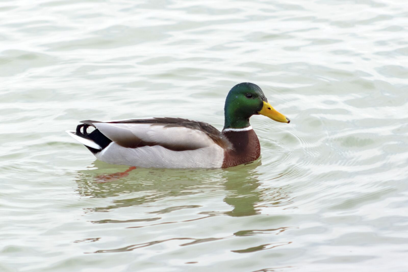 Canon EF75-300mm f/4-5.6 sample photo. Mallard duck, teal, wild photography