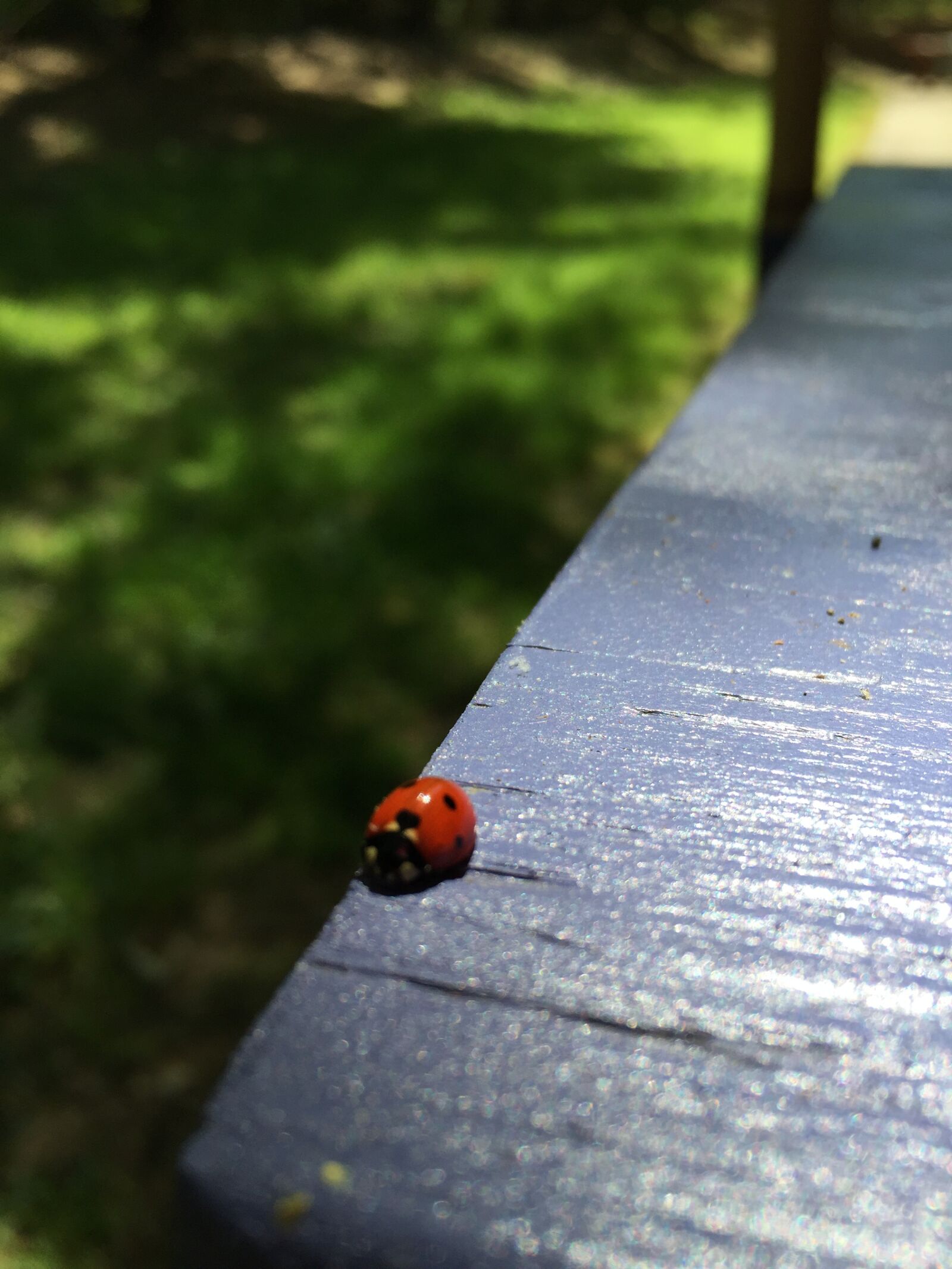 Apple iPhone 6 sample photo. Snail, slug, shell photography