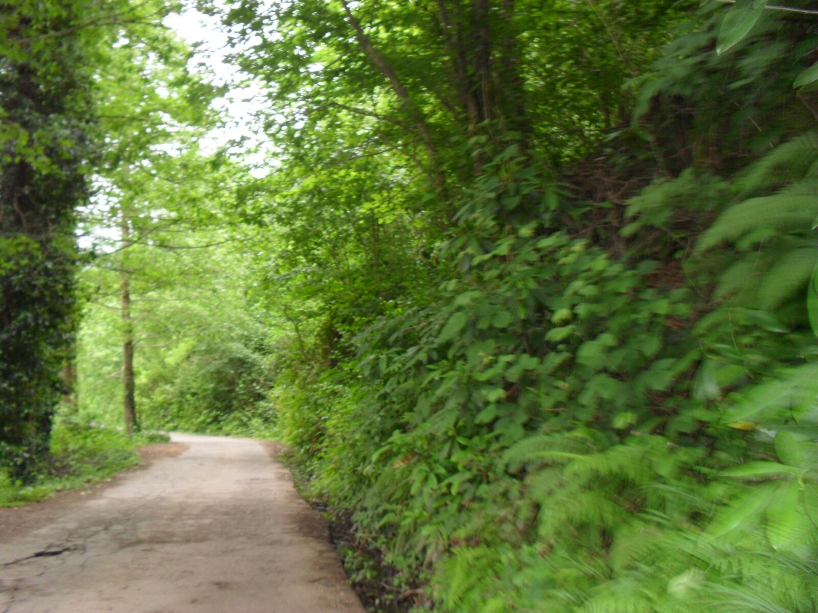 Samsung ES60 / VLUU ES60 /  SL105 /  ES63 sample photo. Nature, forest, road photography