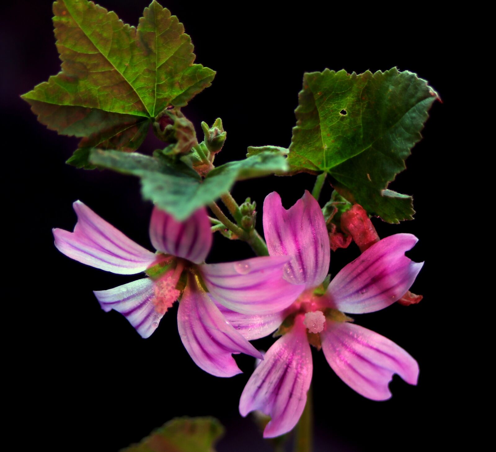 Canon EOS 760D (EOS Rebel T6s / EOS 8000D) sample photo. Plant, background, leaf photography