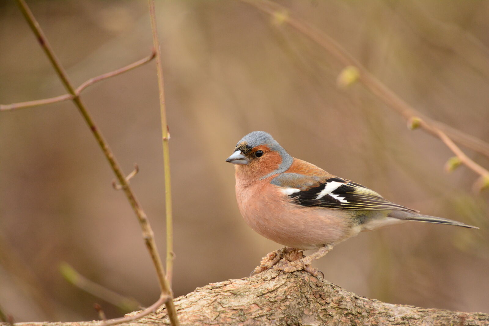 Nikon D7100 sample photo