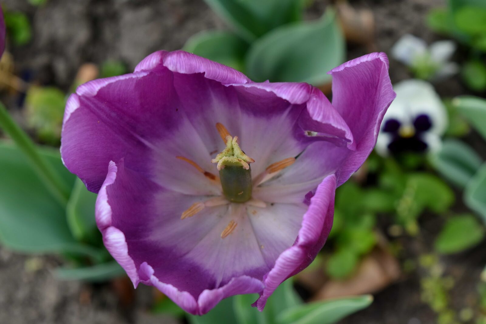 Nikon D5500 sample photo. Detail, flower garden, macro photography