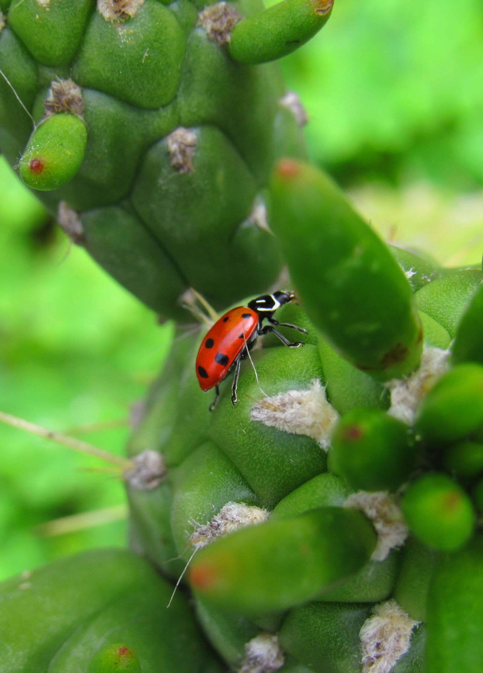 Canon PowerShot SX530 HS sample photo. Ladybug, bug, beetle photography