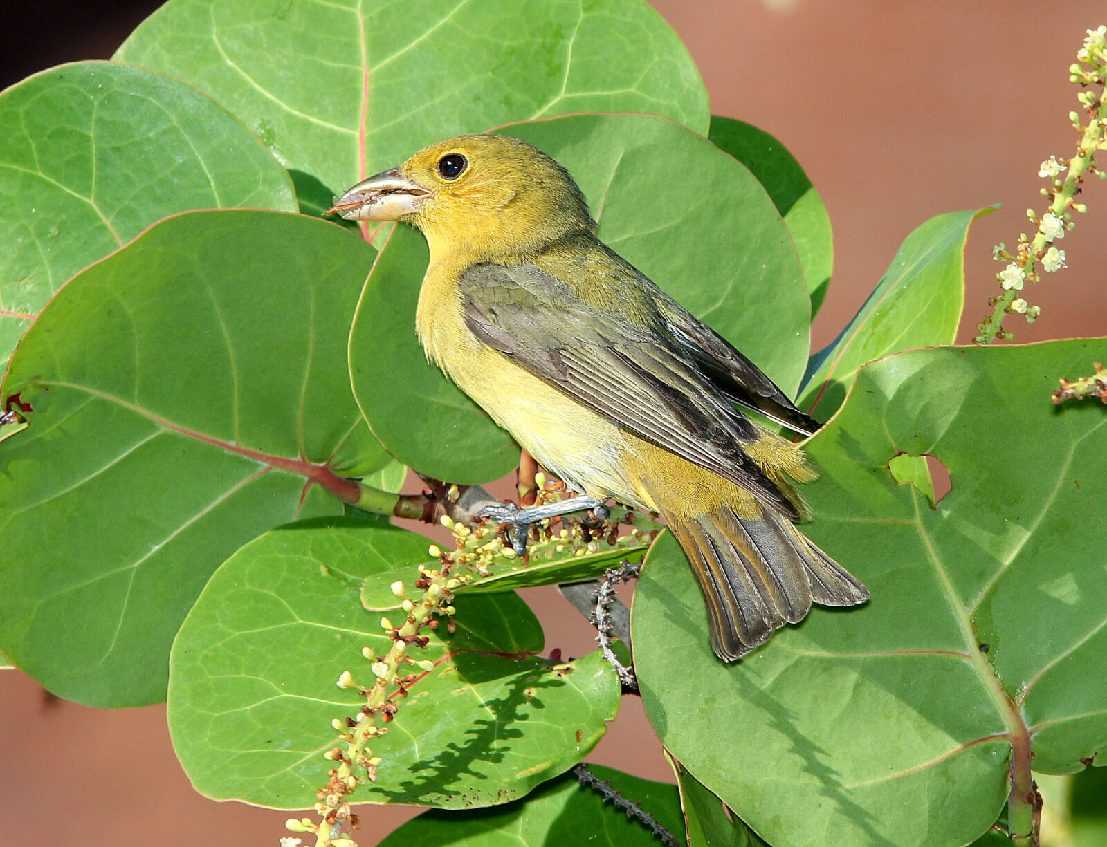 Canon EF 300mm F4L IS USM sample photo