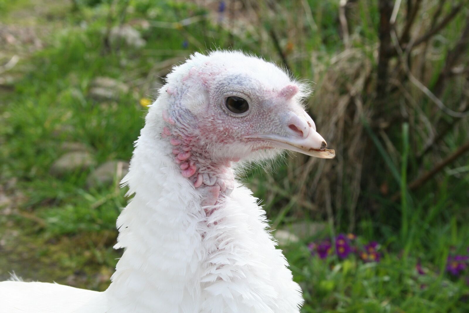 Canon EOS 350D (EOS Digital Rebel XT / EOS Kiss Digital N) sample photo. Turkey, hen, white photography
