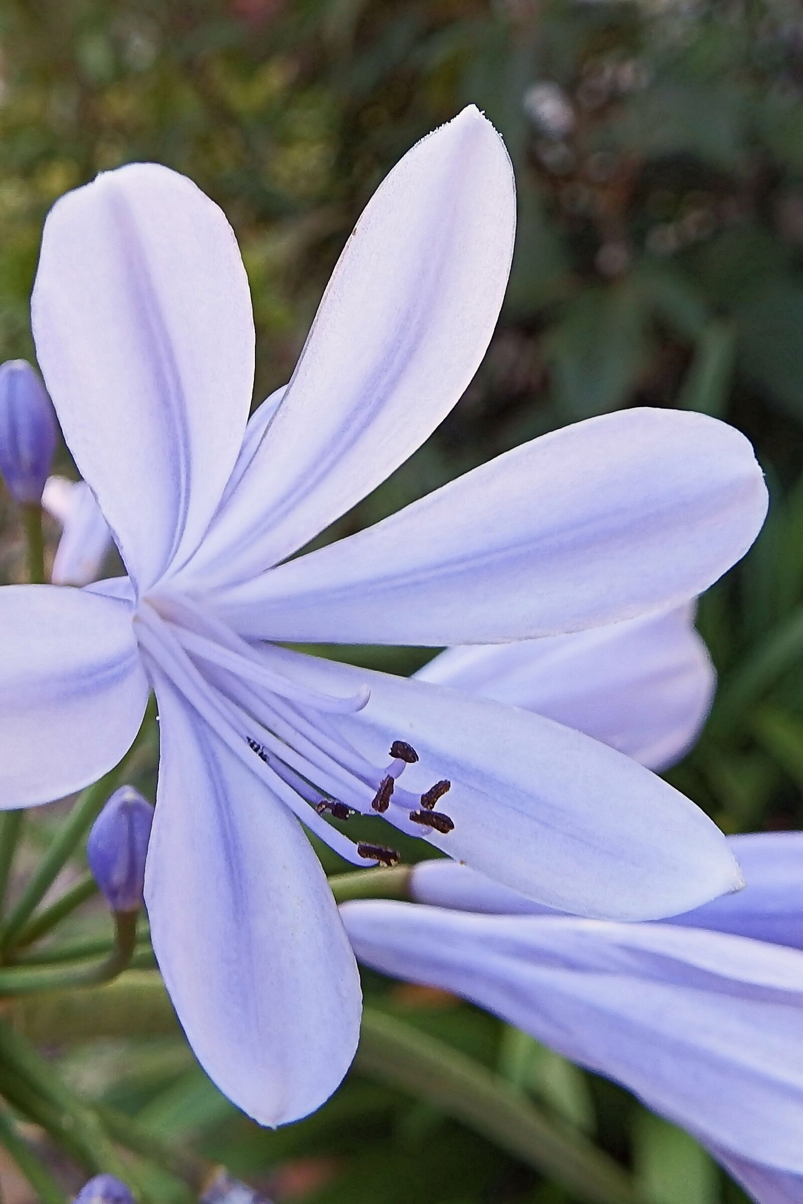 Fujifilm FinePix SL1000 sample photo. Agapanthus, blue blossom, blossom photography