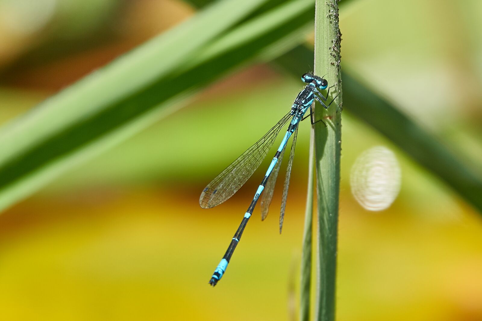 Sony Cyber-shot DSC-RX10 IV sample photo. Dragonfly, green, insect photography