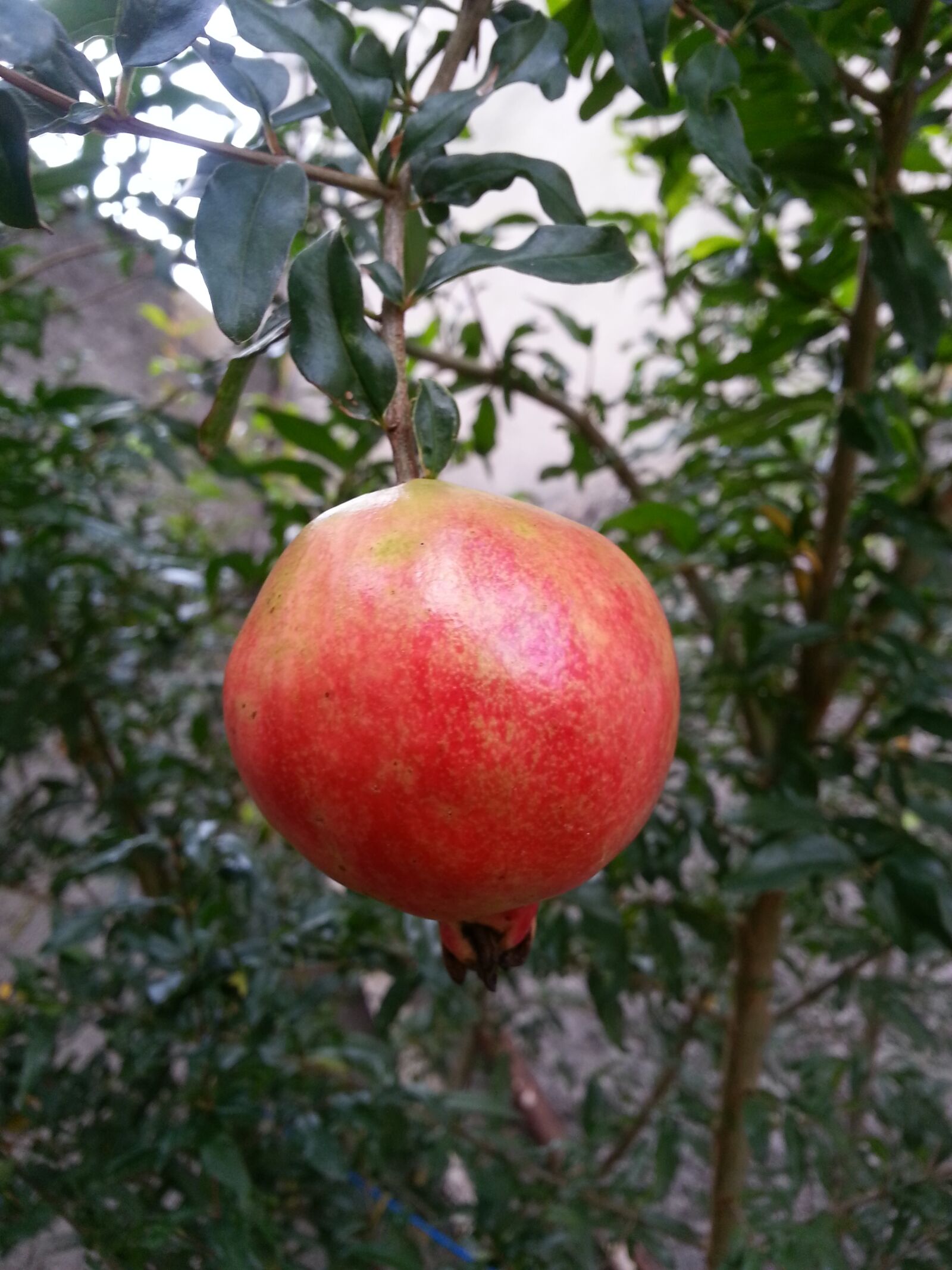 Samsung Galaxy S3 sample photo. Pomegranate, fruit, nature photography
