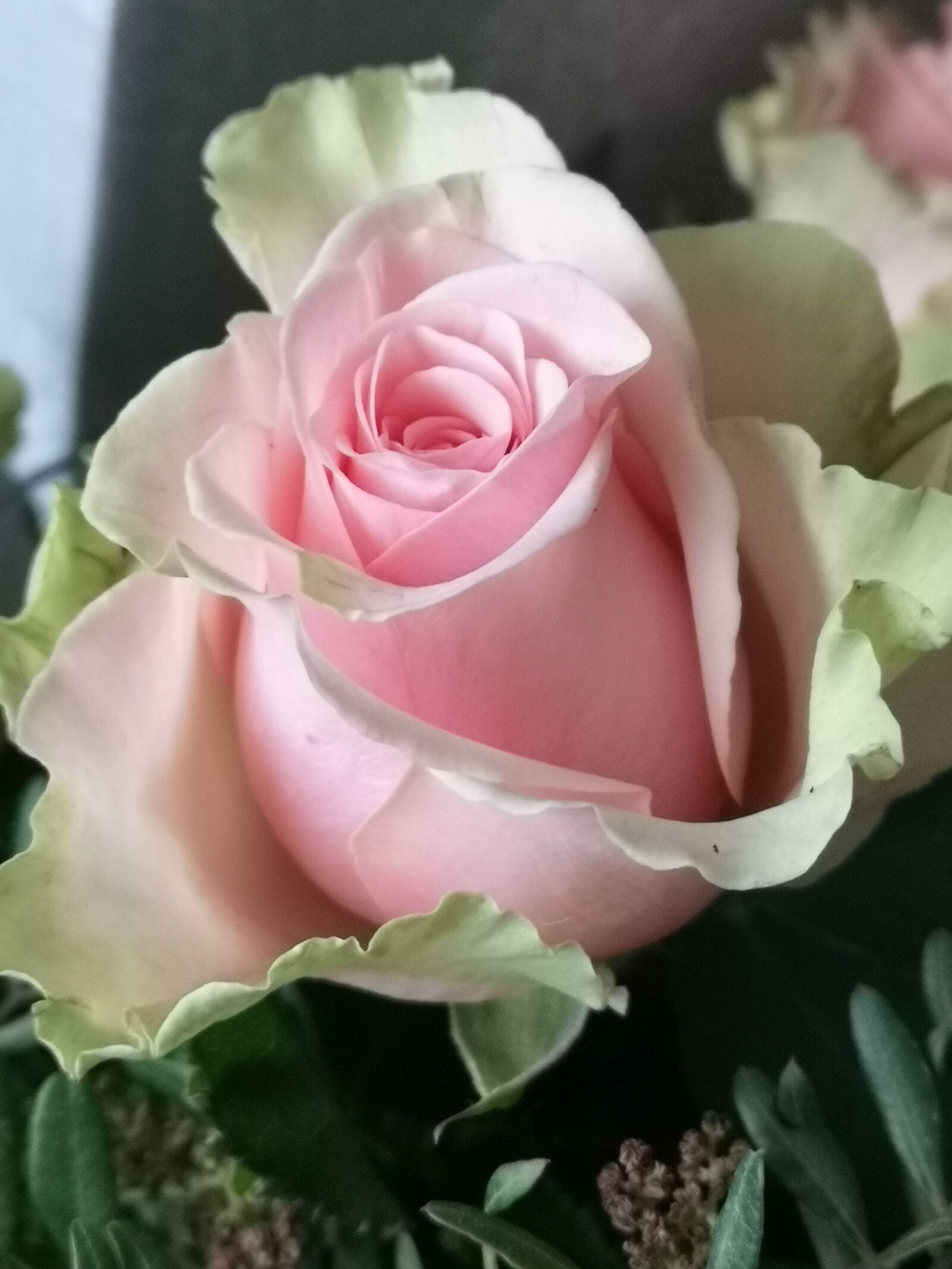 HUAWEI CLT-L29 sample photo. Rose, flower, nature photography