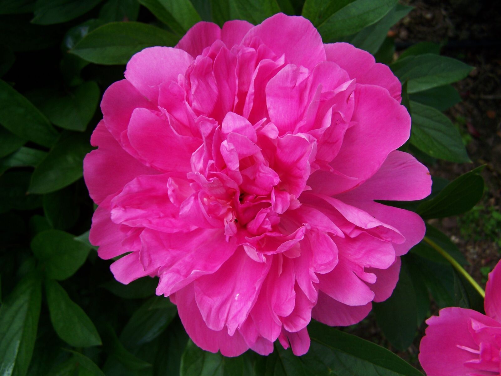 Kodak EASYSHARE ZD710 ZOOM DIGITAL CAMERA sample photo. Peony, pink flower, flower photography
